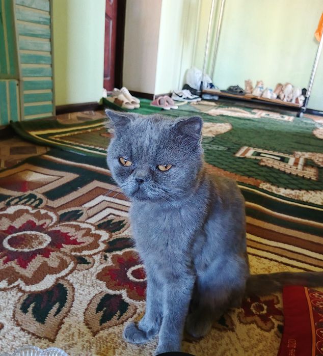 Olomon gozallikni siqib chiqardi