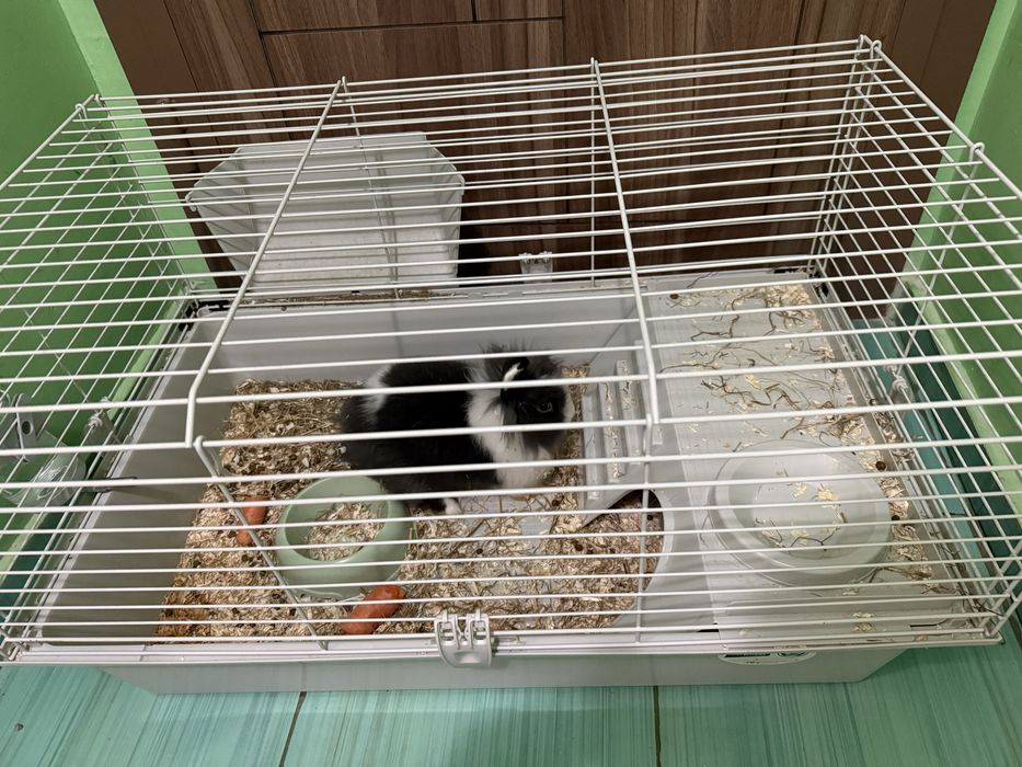 Заек с клетка към него