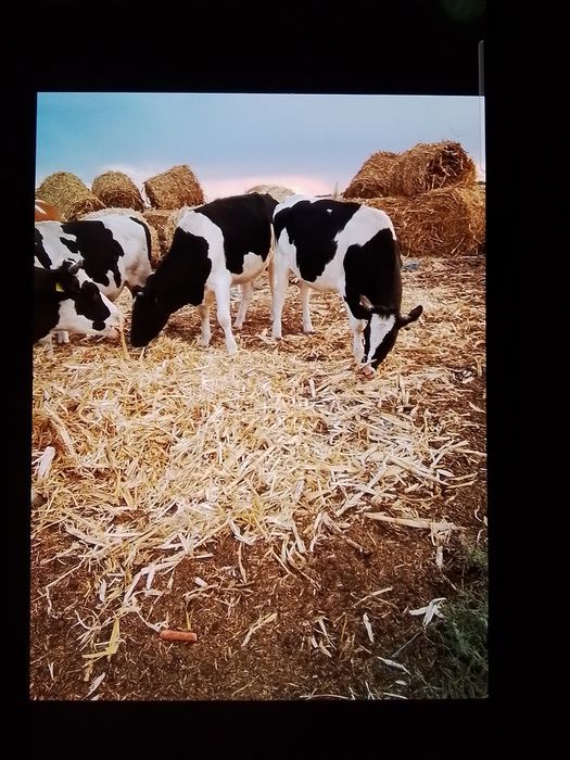 Vând junici gestante, frumoase și sănătoase!