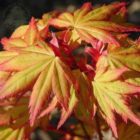 Artar japonez Acer palmatum atropurpureum Katsura Garnet Sango kaku