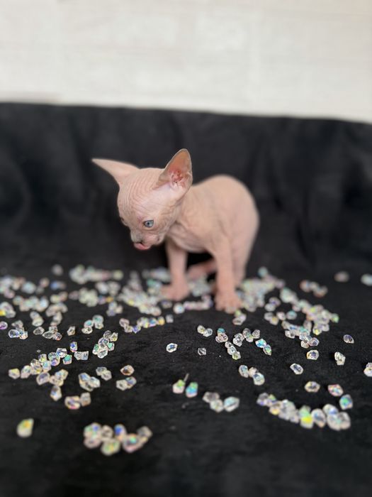 Sphynx cu pedigree si teste