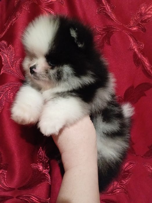 Продам щенков шпица