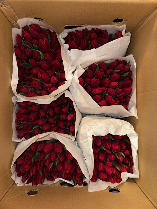 Тюльпаны от 700 тг