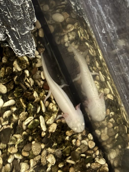 маленький Аксолотль