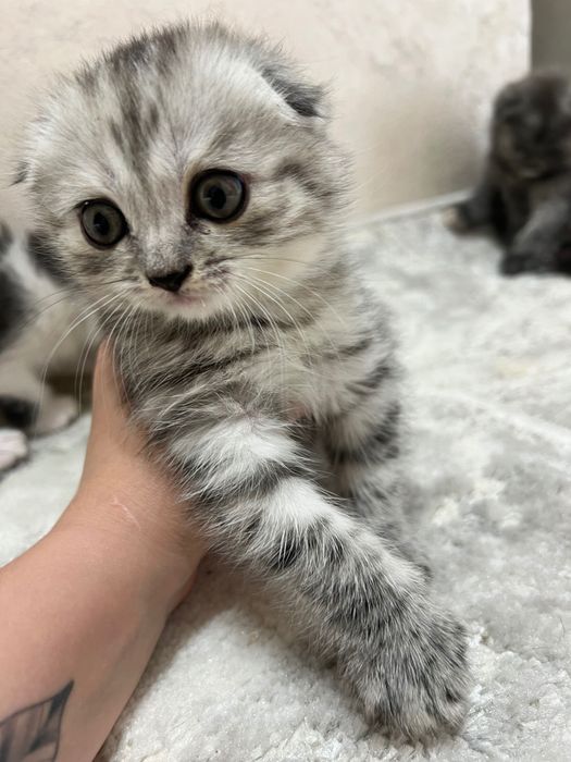 Чистокровные котята скоттиш фолд