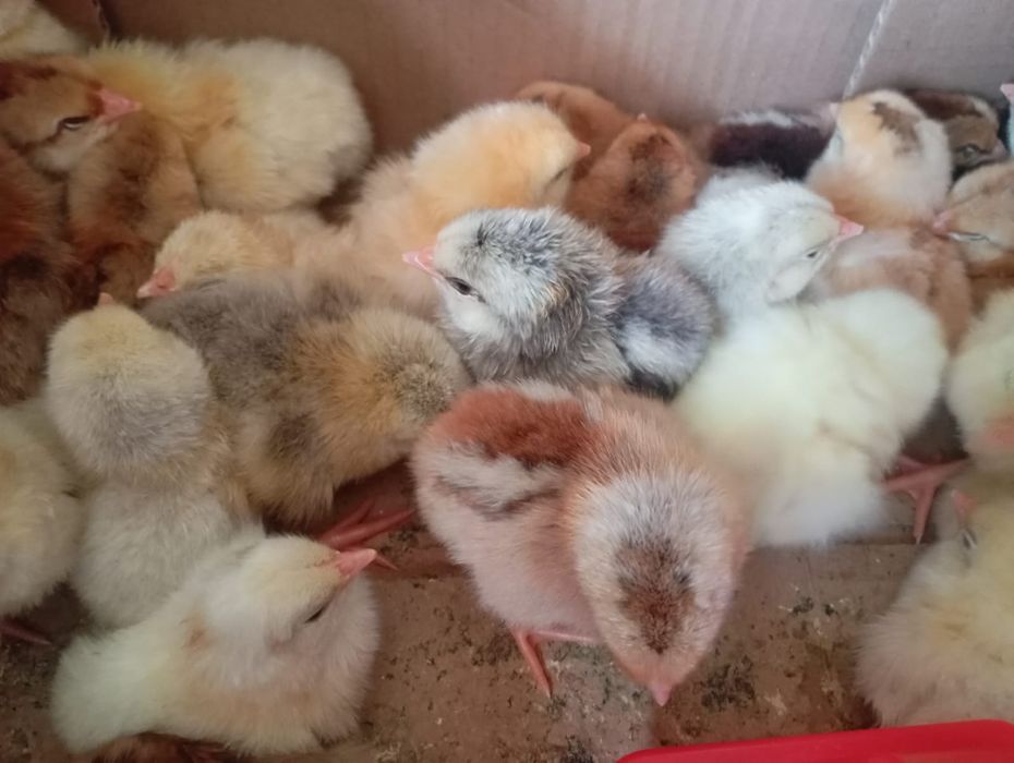Продам суточные цыплята не дорого