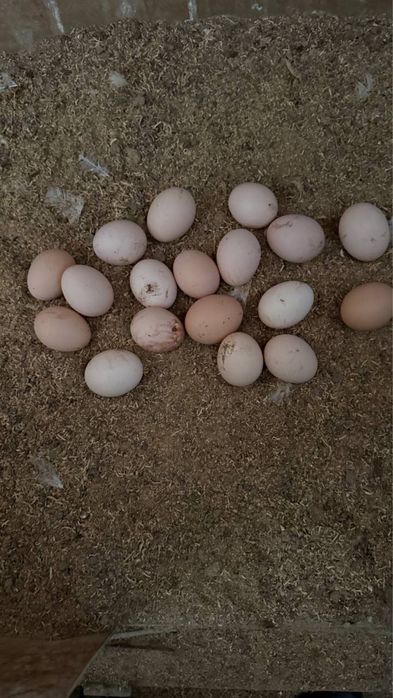 Tuxum bor Uyyiki  (домашний)