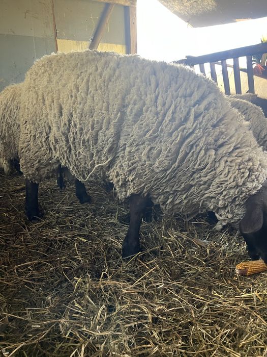 Vand  sau schimb berbec suffolk varsta 2 ani