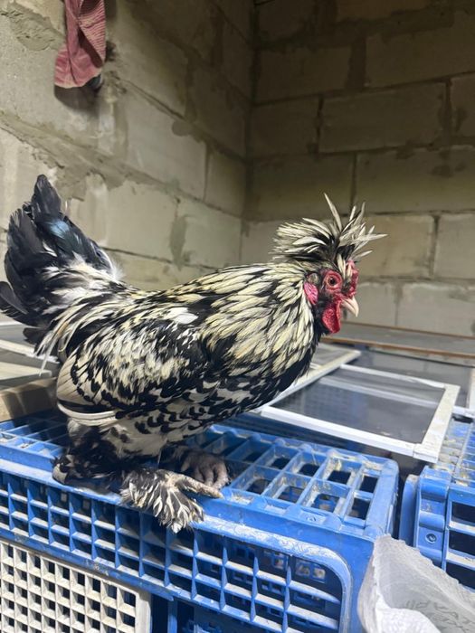 Продам красивых петухов