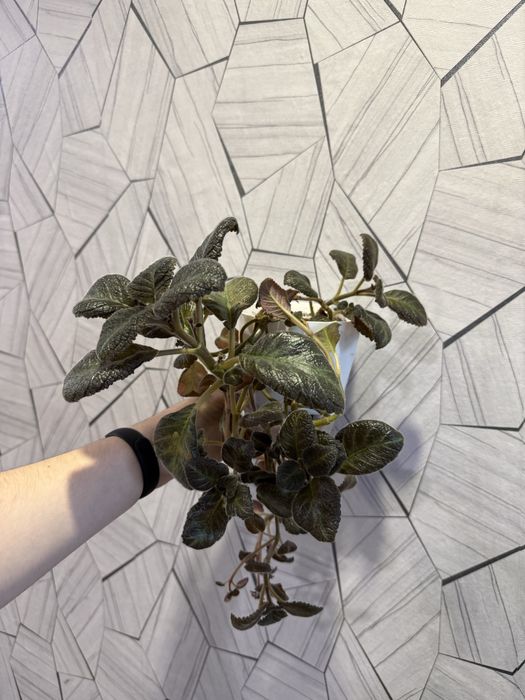 Продам Комнатные цветы