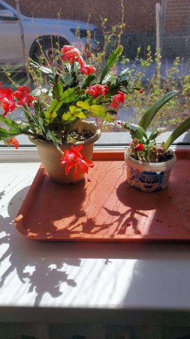 Цветы комнатный разный