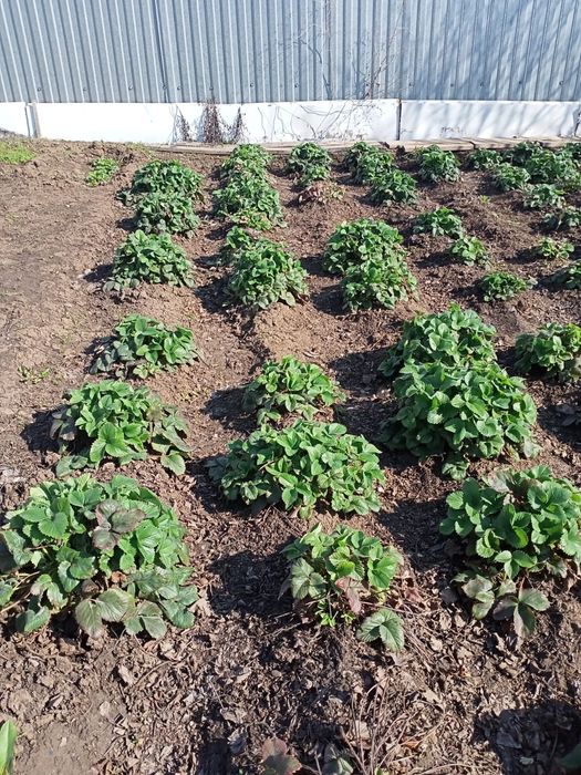 Рассада клубники