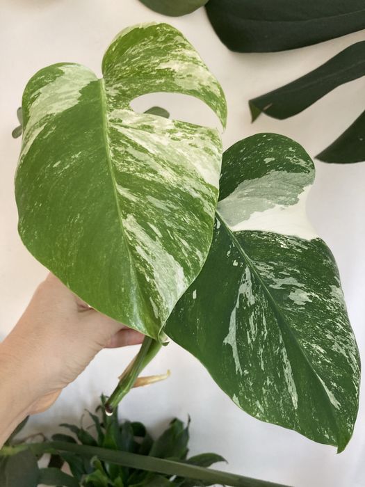 Монстера на подарок!!