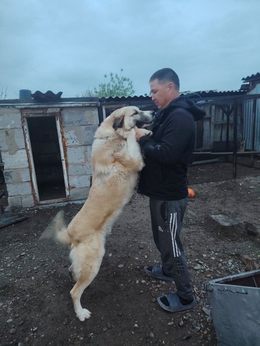 Тобет ит собака тобет 2 года