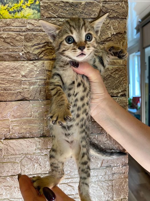 Бенгальские котята