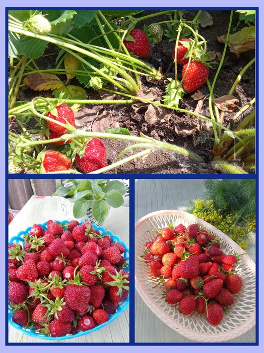 Саженцы клубники