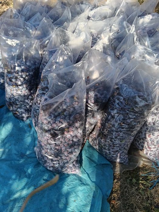 Prune anaspet pentru țuică, in Bogați, 1,5 lei