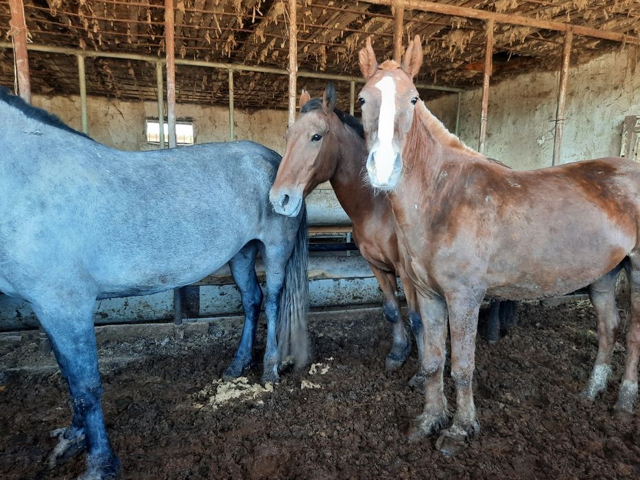 Әдемі қыздармен керемет секс