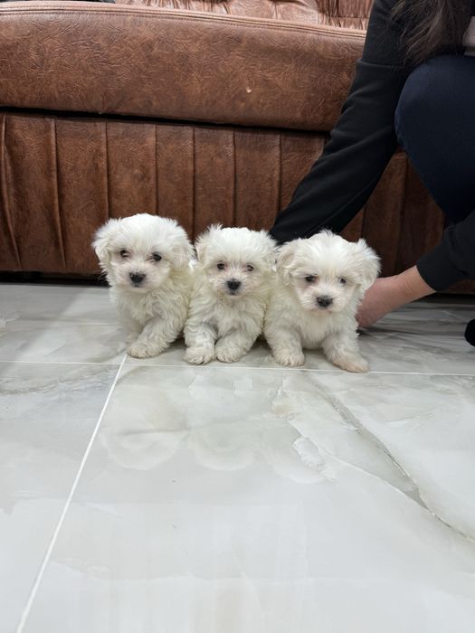 Bishon maltez mini. Rasa pura