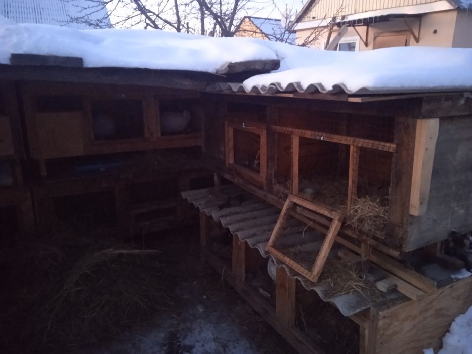 Продам маточники для разведения