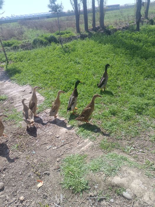 Bigunok tikka yuradigan