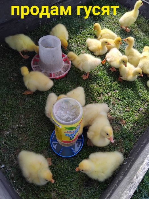 Продам гусят    .
