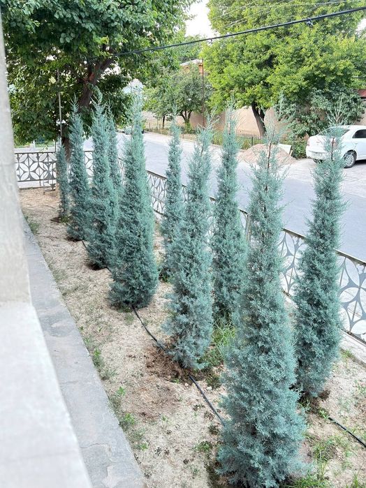 Кипарис Аризоник Италия Kiparis.