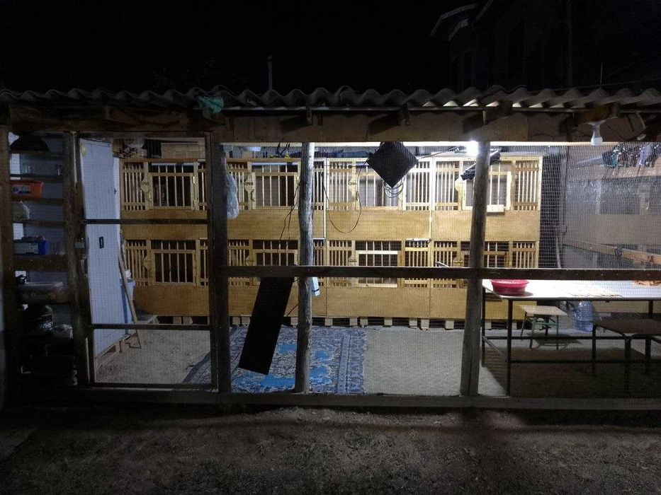 Xorozjila uchun maxsilis kataklar