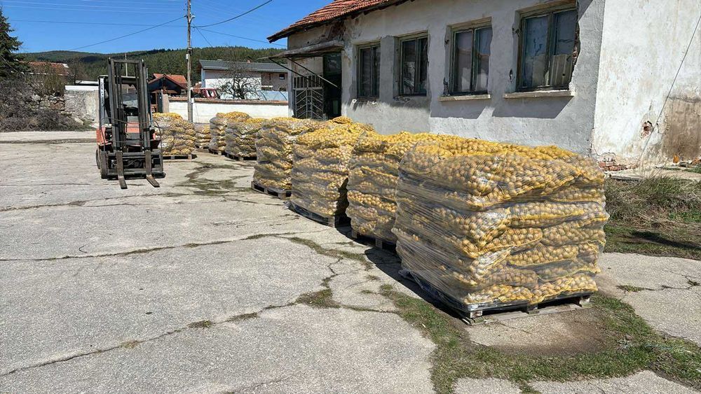 Семена картофи сорт Сорая