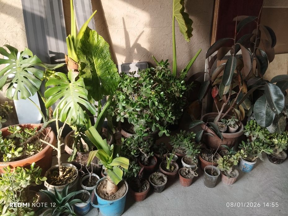 Гуллаётган дуллор гуллари сотилади