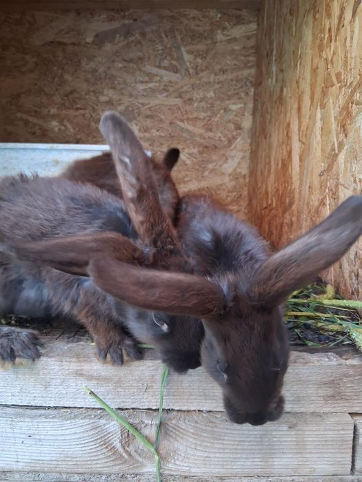 Vând iepuri cu vârsta de 3 luni