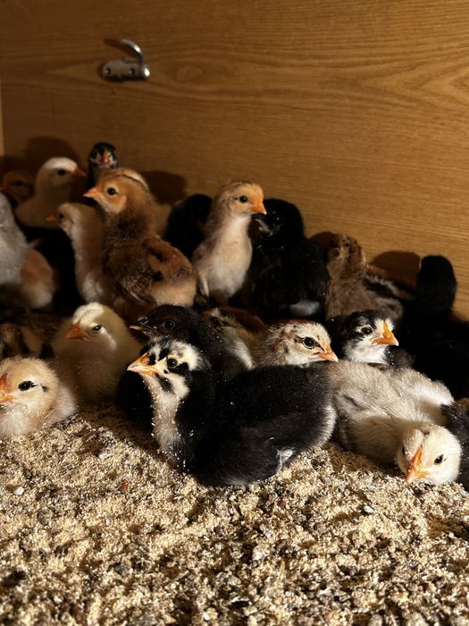 Цыплята недельные продам
