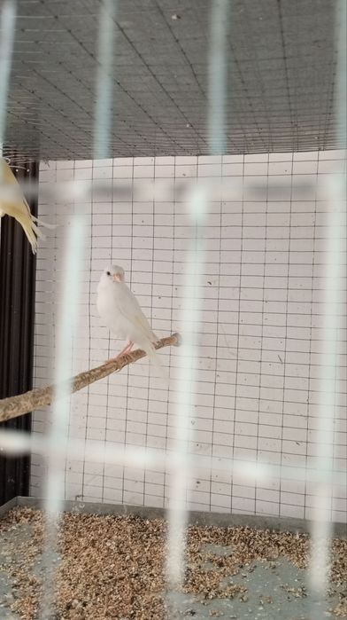 Канарейка ёшлари маладой