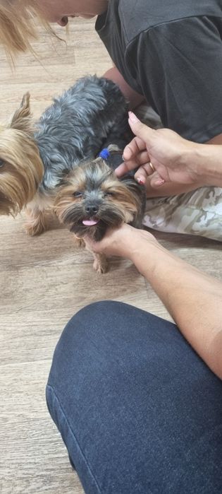 Вязка йорк мальчик