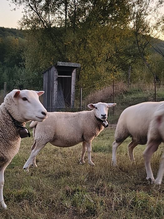 Oi și berbecuți texel