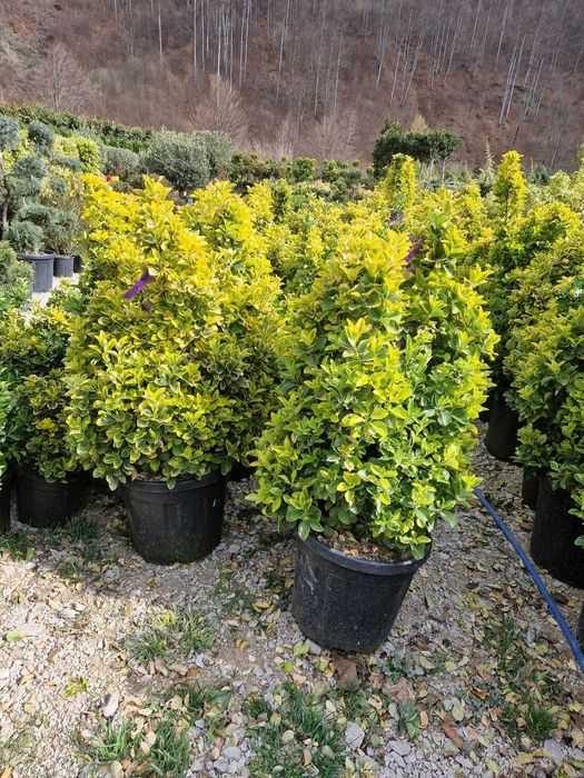 Plante pentru Spatii Verzi si Curti