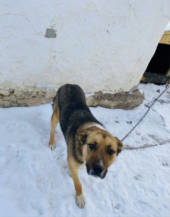 Отдам собаку бесплатно в хорошие руки