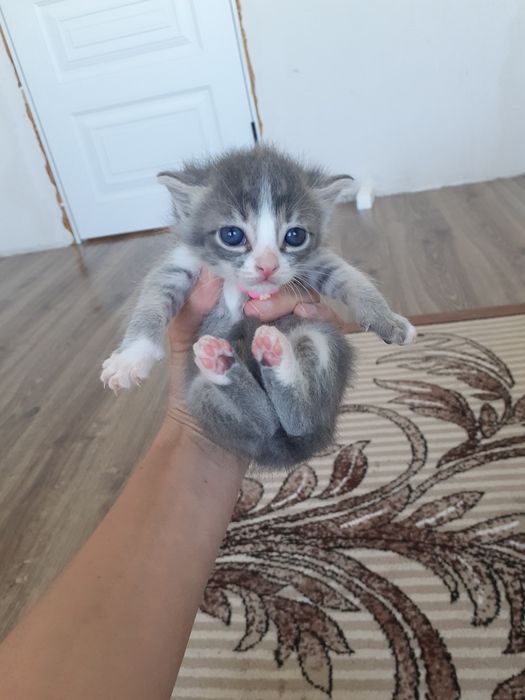 Котята бесплатно