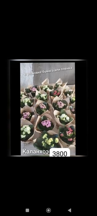 Цветы на подарки в  ассортименте