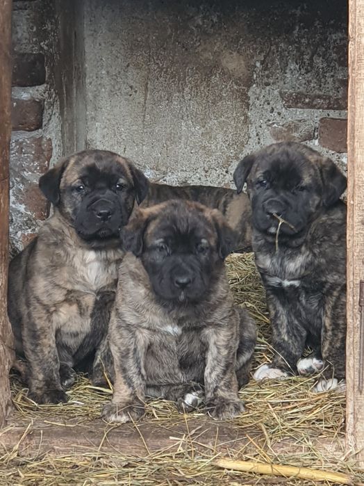 Schimb catei de paza