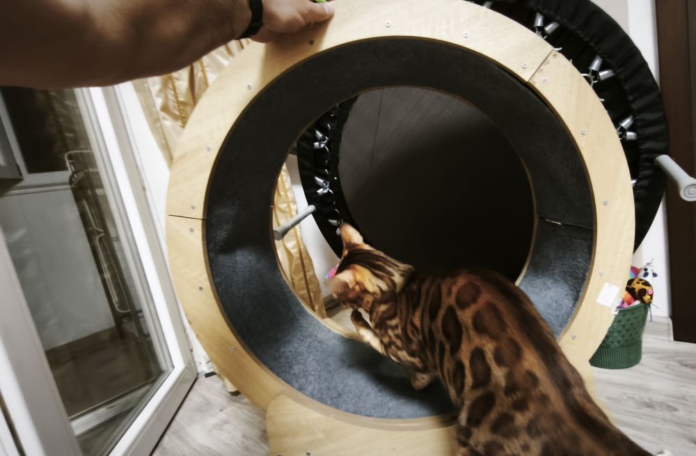 Котешко колело за тичане
