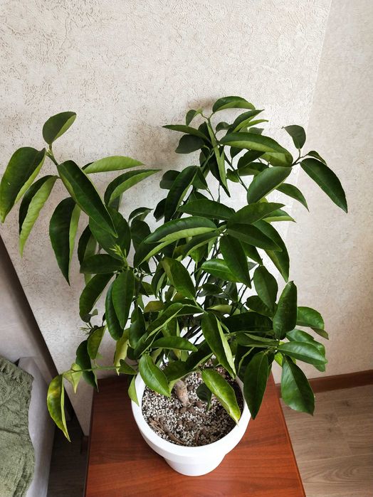 Мандарин сладкий саженец