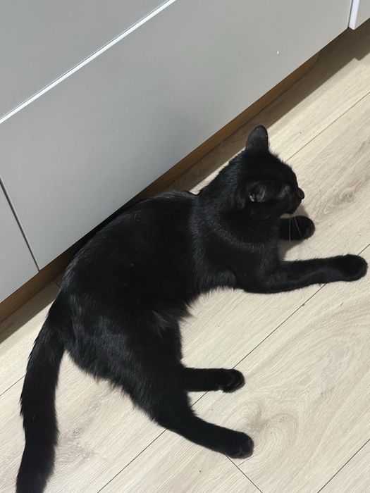 Отдаем кота в добрые руки