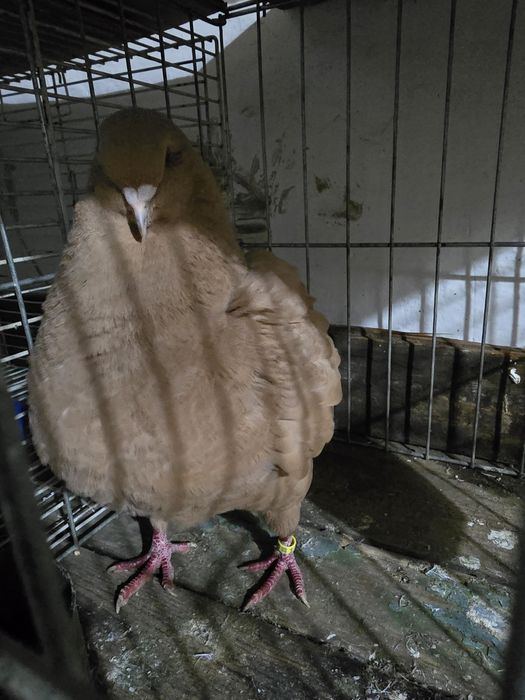 De vanzare femelă king