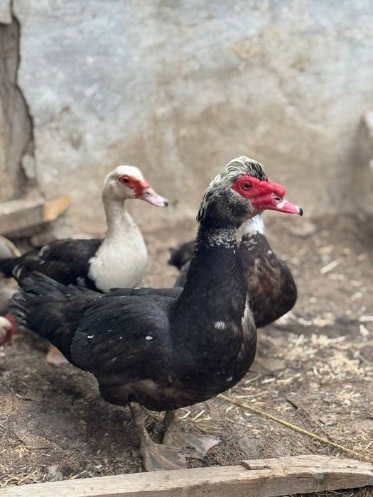 Индуткалар сотилади