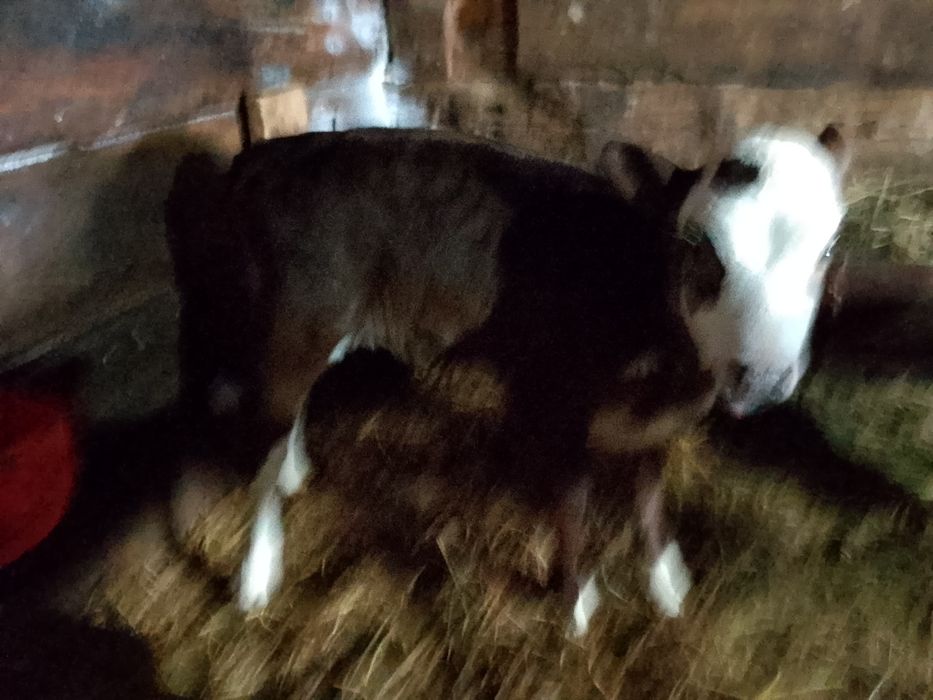 Продам телёнка телачку