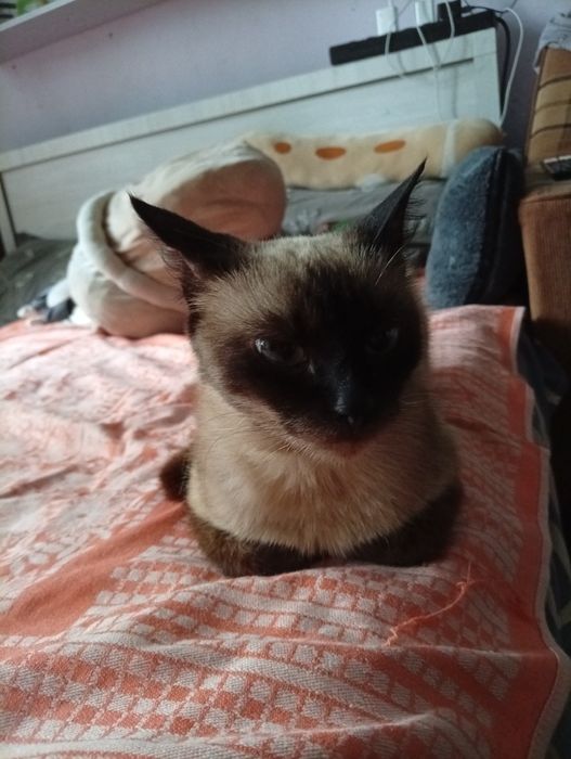 Сиамская кошечка