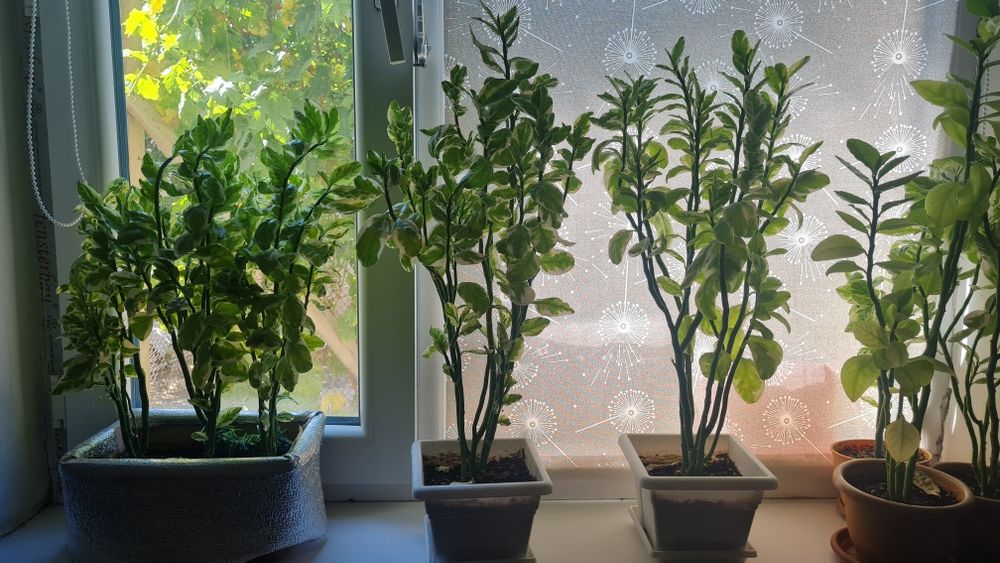 Үй гүлдері сатылады