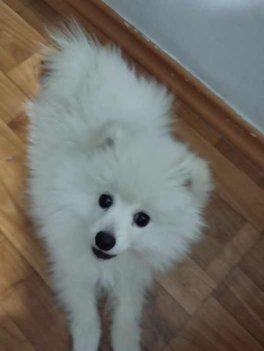 Шпиц 3 месяца мальчик.