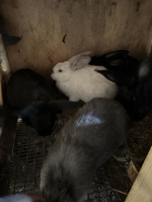 Продам кроликов.
